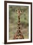 Giraffe-DLILLC-Framed Photographic Print