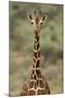 Giraffe-DLILLC-Mounted Photographic Print