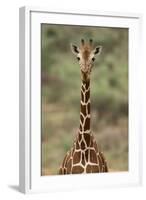 Giraffe-DLILLC-Framed Photographic Print