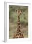 Giraffe-DLILLC-Framed Photographic Print