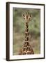 Giraffe-DLILLC-Framed Photographic Print