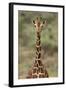 Giraffe-DLILLC-Framed Photographic Print
