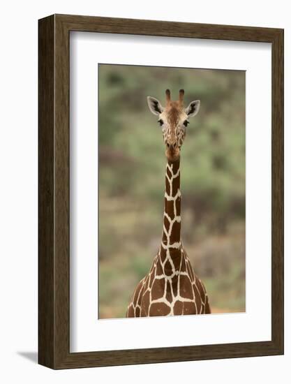 Giraffe-DLILLC-Framed Photographic Print