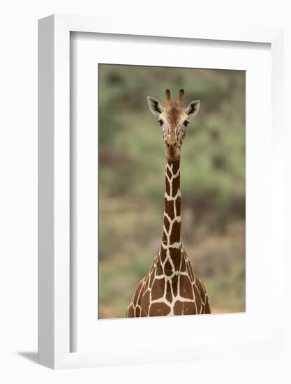 Giraffe-DLILLC-Framed Photographic Print