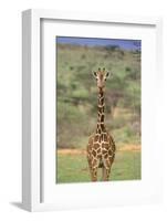 Giraffe-DLILLC-Framed Photographic Print