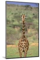 Giraffe-DLILLC-Mounted Photographic Print