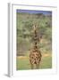 Giraffe-DLILLC-Framed Photographic Print