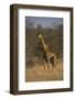 Giraffe-DLILLC-Framed Photographic Print