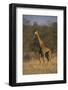 Giraffe-DLILLC-Framed Photographic Print