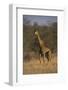 Giraffe-DLILLC-Framed Photographic Print