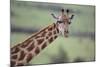 Giraffe-DLILLC-Mounted Photographic Print