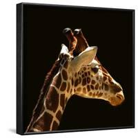 Giraffe-yuran-78-Framed Photographic Print