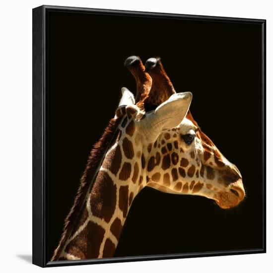 Giraffe-yuran-78-Framed Photographic Print