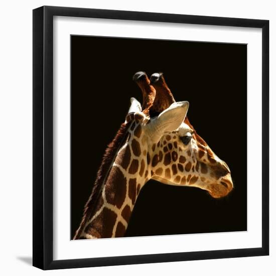 Giraffe-yuran-78-Framed Photographic Print