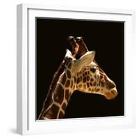 Giraffe-yuran-78-Framed Photographic Print