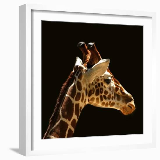 Giraffe-yuran-78-Framed Photographic Print