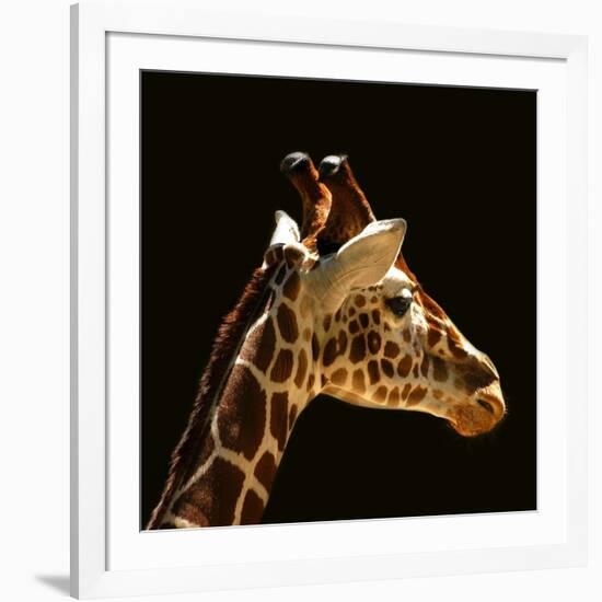 Giraffe-yuran-78-Framed Photographic Print