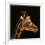 Giraffe-yuran-78-Framed Photographic Print