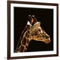 Giraffe-yuran-78-Framed Photographic Print