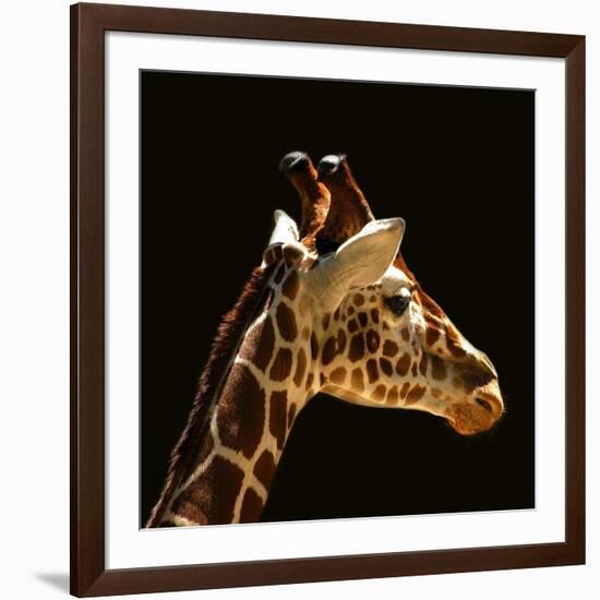 Giraffe-yuran-78-Framed Photographic Print