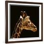 Giraffe-yuran-78-Framed Photographic Print