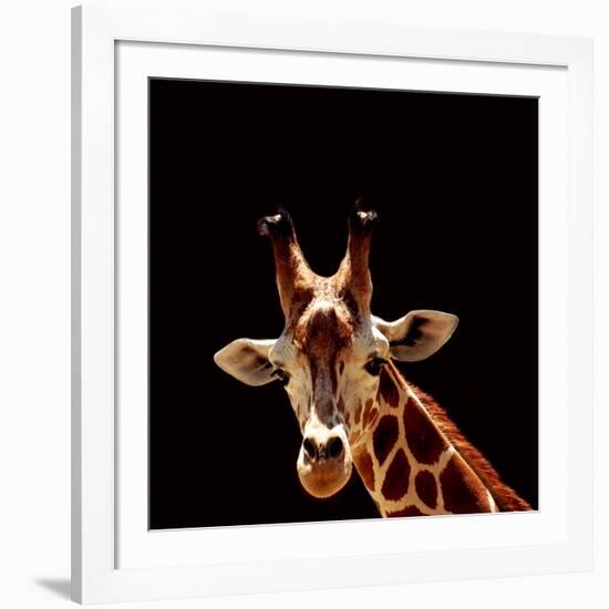 Giraffe-yuran-78-Framed Photographic Print