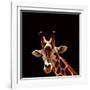 Giraffe-yuran-78-Framed Photographic Print