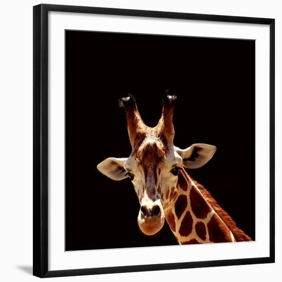 Giraffe-yuran-78-Framed Photographic Print