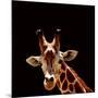 Giraffe-yuran-78-Mounted Photographic Print