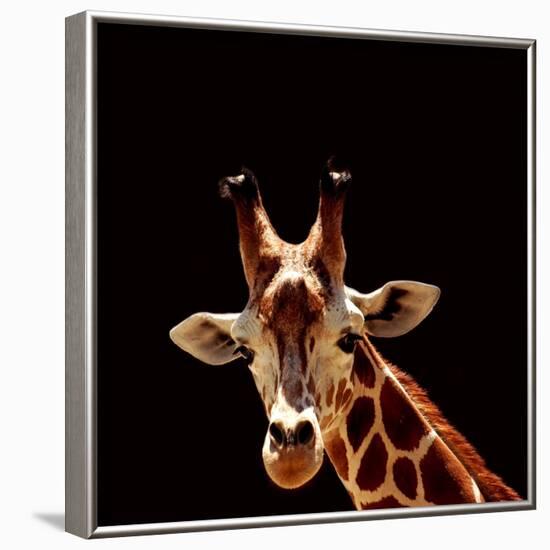 Giraffe-yuran-78-Framed Photographic Print