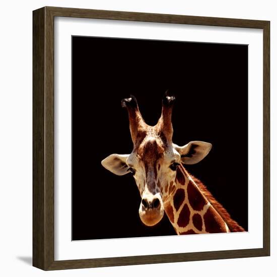 Giraffe-yuran-78-Framed Photographic Print