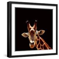 Giraffe-yuran-78-Framed Photographic Print