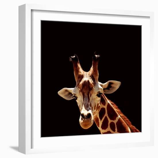 Giraffe-yuran-78-Framed Photographic Print