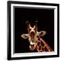 Giraffe-yuran-78-Framed Photographic Print