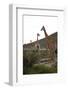 Giraffe-Kitch Bain-Framed Photographic Print