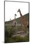 Giraffe-Kitch Bain-Mounted Photographic Print