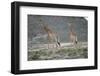 Giraffe-Kitch Bain-Framed Photographic Print