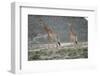 Giraffe-Kitch Bain-Framed Photographic Print