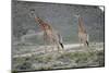 Giraffe-Kitch Bain-Mounted Photographic Print