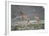 Giraffe-Kitch Bain-Framed Photographic Print