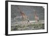 Giraffe-Kitch Bain-Framed Photographic Print