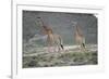 Giraffe-Kitch Bain-Framed Photographic Print