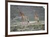 Giraffe-Kitch Bain-Framed Photographic Print