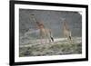 Giraffe-Kitch Bain-Framed Photographic Print