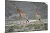 Giraffe-Kitch Bain-Mounted Photographic Print