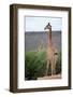 Giraffe-Kitch Bain-Framed Photographic Print