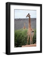 Giraffe-Kitch Bain-Framed Photographic Print