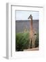 Giraffe-Kitch Bain-Framed Photographic Print