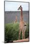 Giraffe-Kitch Bain-Mounted Photographic Print