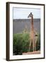 Giraffe-Kitch Bain-Framed Photographic Print